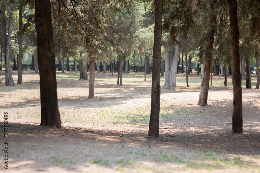 Fototapeta premium Parque natural 