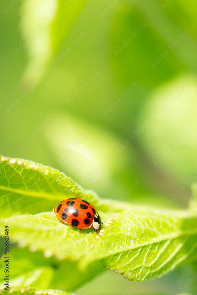 Green fresh grass leaves with selective focus and ladybug in focus during positive sunny day, vertical orientation blurred nature background.