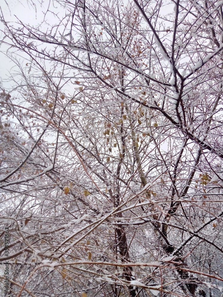 Obraz premium macro photo of branches under snow in autumnal leaves
