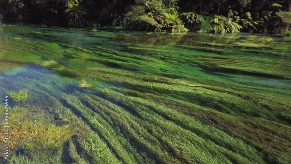 4k left to right panning motion of the crystal clear fast flowing water of the Blue Spring which is a nature fresh water spring and hiking trail of the Te Waihou walkway ,north Island,New Zealand 4k left to right panning motion of the crystal clear fast flowing water of the Blue Spring which is a nature fresh water spring and hiking trail of the Te Waihou walkway ,north Island,New Zealand