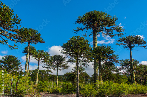 Parque nacional Conguillio  Sur De Chile región de la araucanía naturaleza bosque nativo lago natural Araucaria paisaje montaña turismo