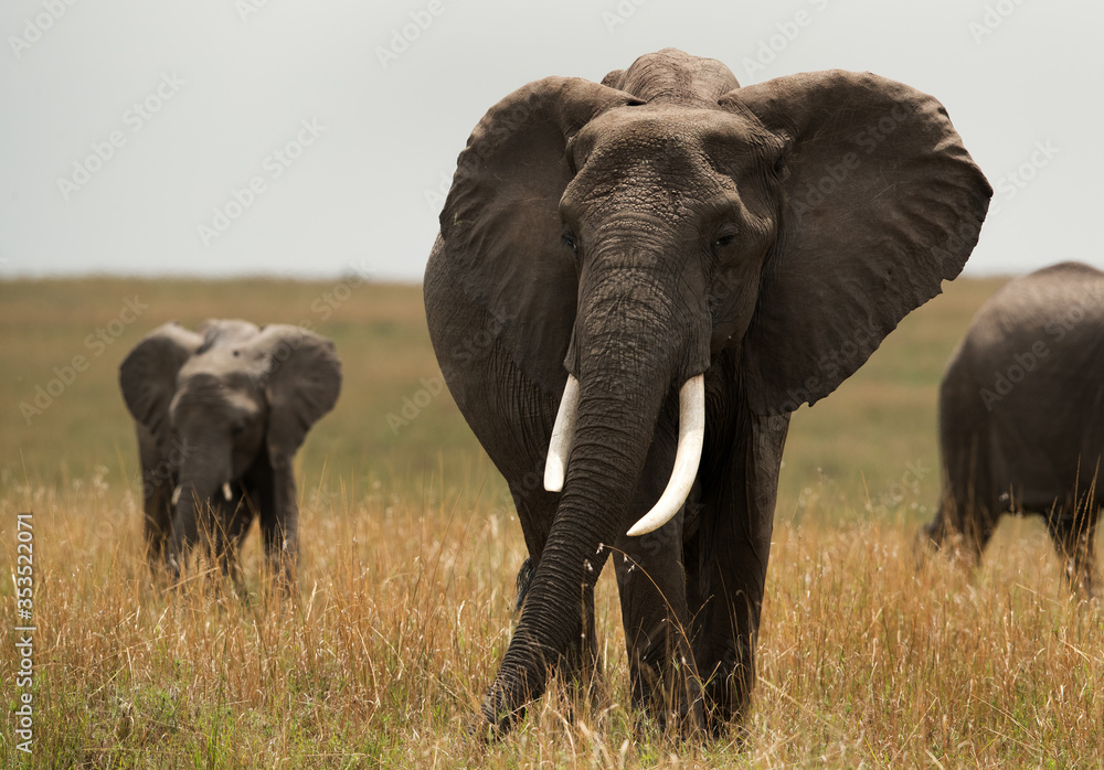Fototapeta premium Closeup of a tusker, Masai Mara