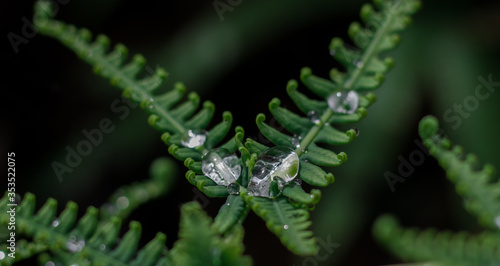 Close up macro water drop on green leafs (ID: 353522075)