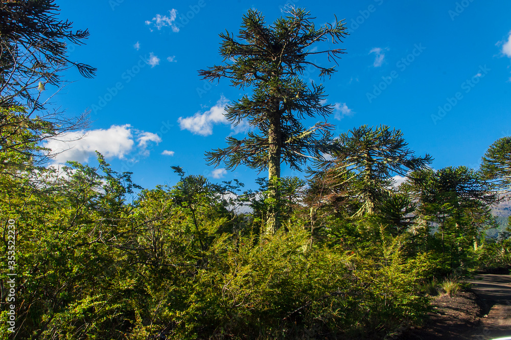 Fototapeta premium Parque nacional Conguillio Sur De Chile región de la araucanía naturaleza bosque nativo lago natural Araucaria paisaje montaña turismo