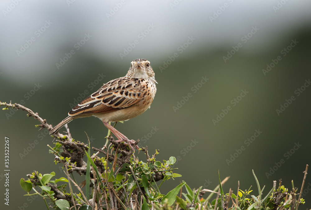 Fototapeta premium Beautiful Rufous-naped lark Masai Mara