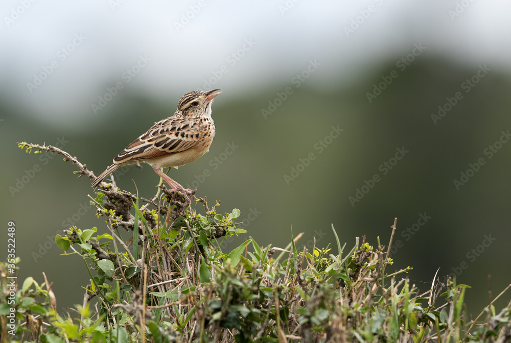 Rufous-naped lark perched on bush, Masai Mara Rufous-naped lark perched on bush, Masai Mara