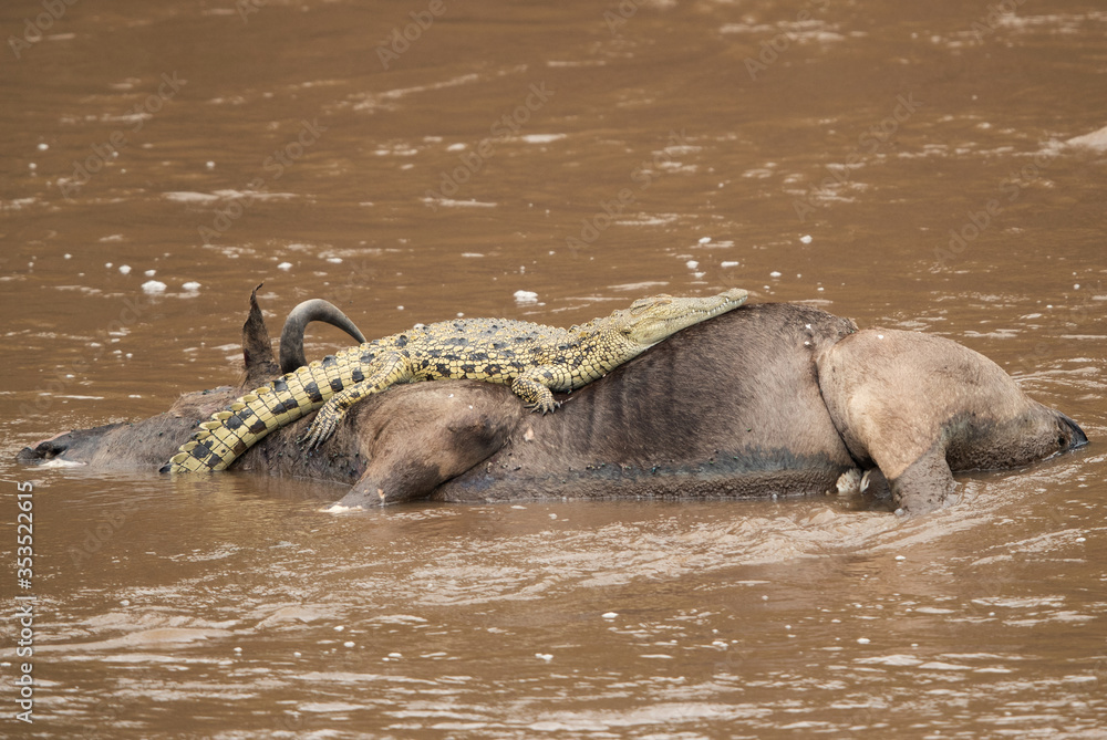 Fototapeta premium Crocodile resting on the floating carcass of Wildebeest