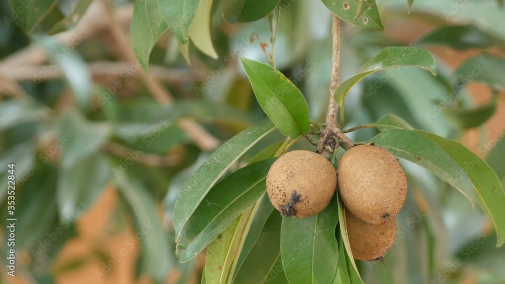 Fresh sweet sapodilla fruit with leaves on tree Fresh sweet sapodilla fruit with leaves on tree