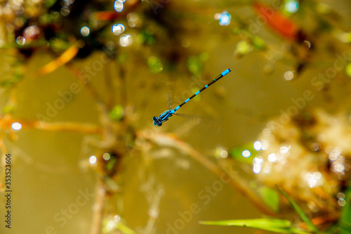 Tule Bluet (Enallagma Carunculatum) Species of Damselfly  found in North America Flying Above Water Stream photo