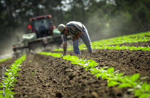 Tobacco Farmer Checks His Crop
