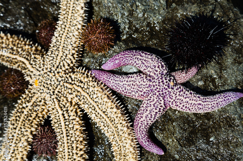 Live starfish and sea urchins