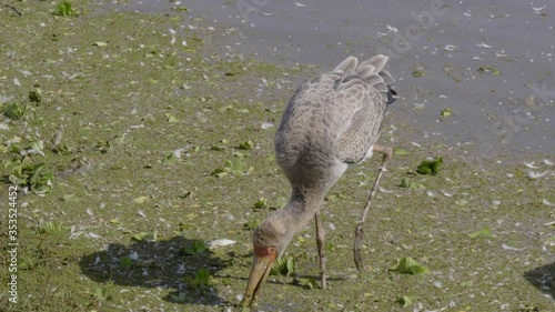 Yellow billed stork pecking through algae on a sunny day in Lake Manyara National Park Tanzania photo