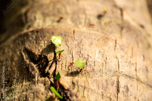 Leafcutter Ants (Atta colombica) Close up of Several Individuals Carying Leaves Up a Tree Trunk photo