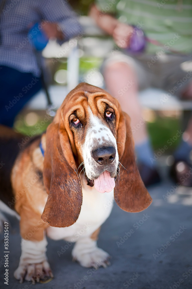 Basset hound, droopy eyes, tongue poking out, pet Dog