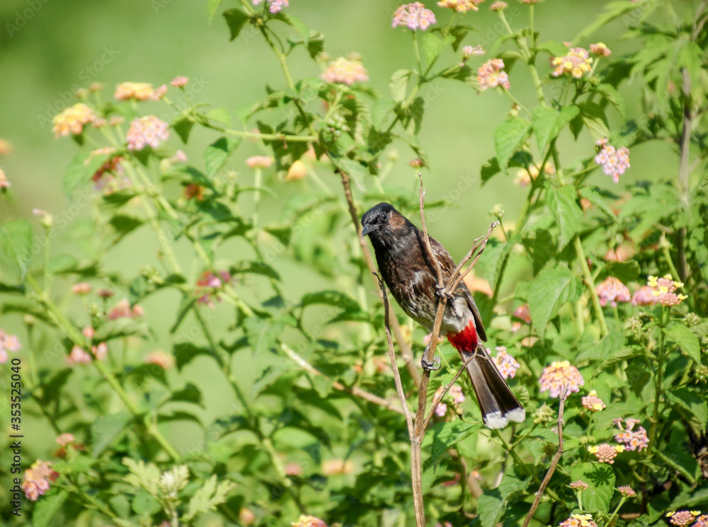 Red Vented Bulbul on Flowering Bush Red Vented Bulbul on Flowering Bush