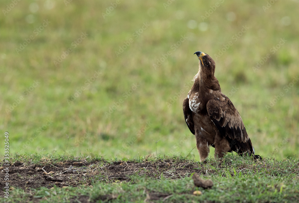 Fototapeta premium Tawny eagle looking up, Masai Mara