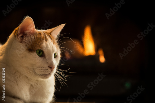 Cat sitting by fire - a shot of a Turkish Van Domestic short hair feline cat breed in front of a warm fire on a cold winter night