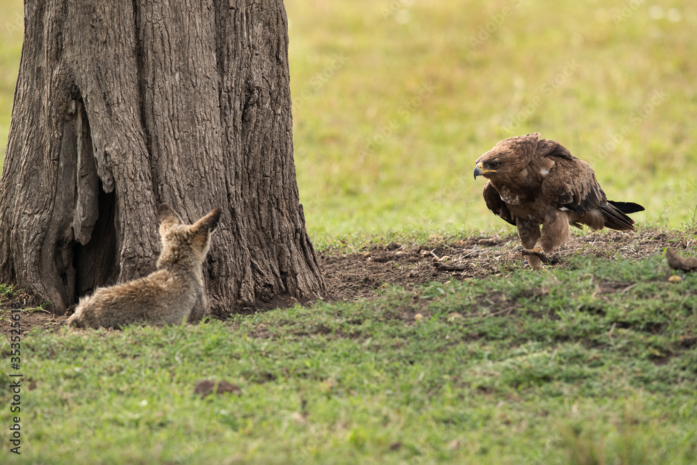 Fototapeta premium Tawny eagle moving towards a Bat-eared Fox, Masai Mara