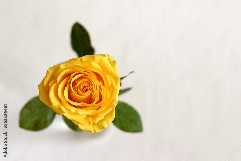Yellow rose bud with green leaves on a white background. View from above. Yellow rose bud with green leaves on a white background. View from above.