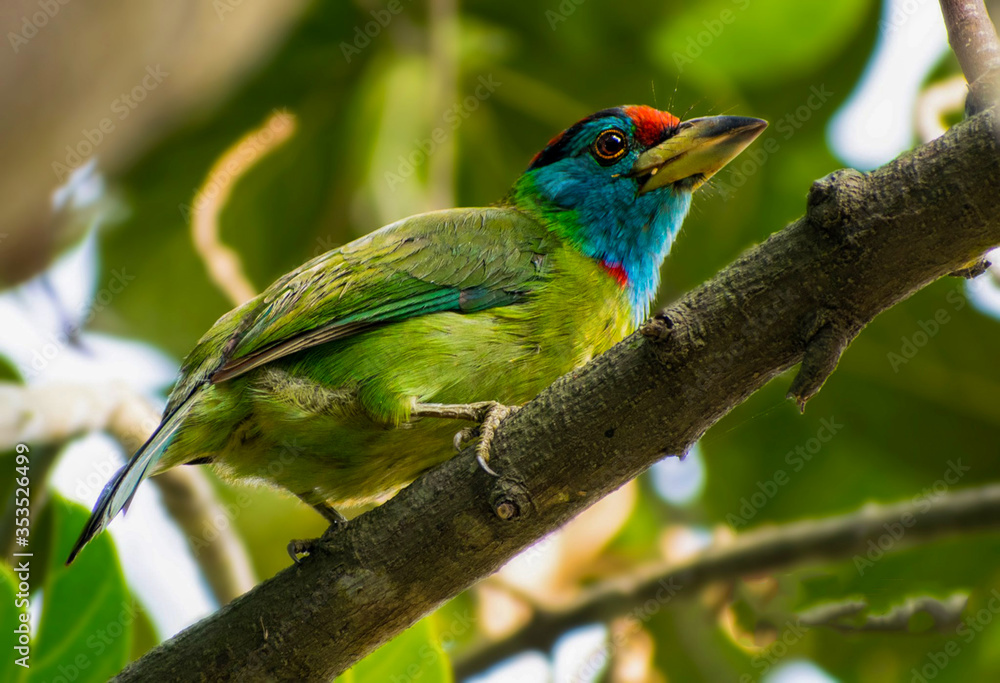 The Asian barbet is a colourful bird