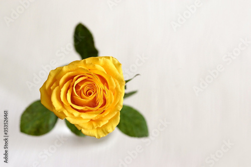 Yellow rose bud with green leaves on a white background. View from above.