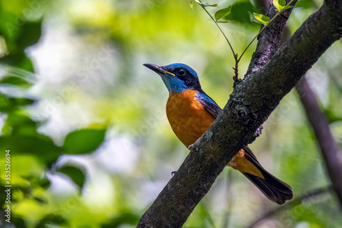 The blue-capped rock thrush is a species of chat.