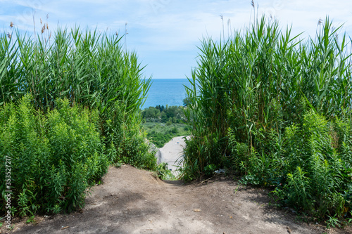 Thick Greenery Surrounding a Path to the Coastline with Water and Clouds