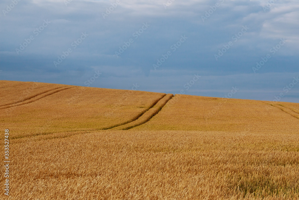 The field has reached wheat. The natural composition. The field has reached wheat. The natural composition.