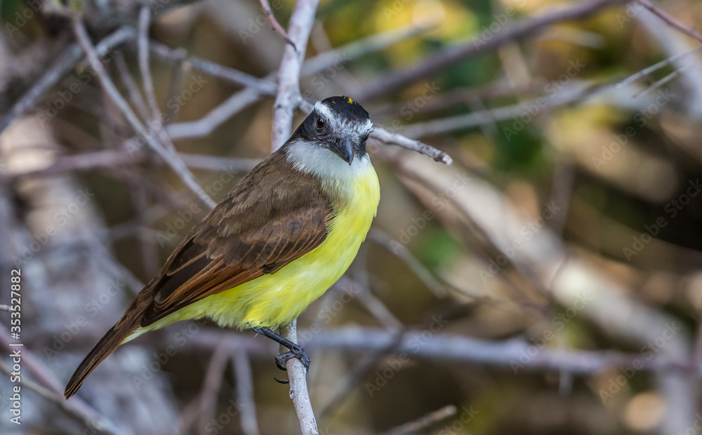 Fototapeta premium great kiskadee flycatcher bird