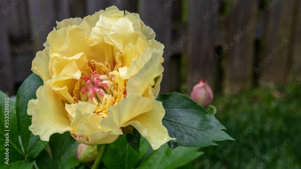 Yellow Peony Blossom
