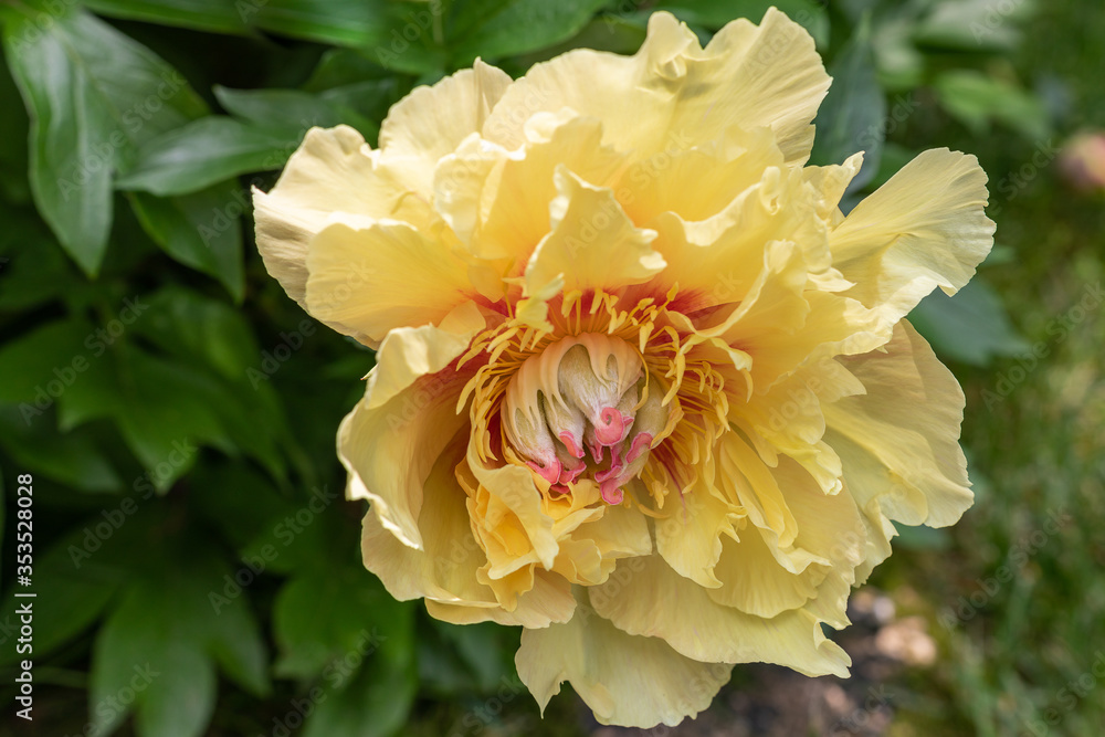 Yellow Peony Blossom and Bud