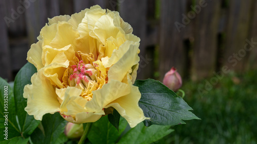 Obraz na płótnie Yellow Peony Blossom w salonie