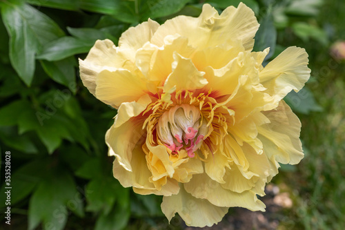 Obraz na płótnie Yellow Peony Blossom and Bud w salonie