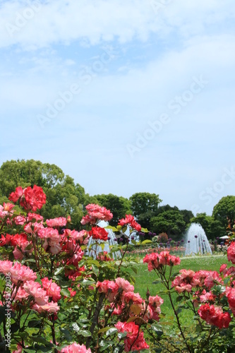 赤いバラが満開の須磨離宮公園【5月】