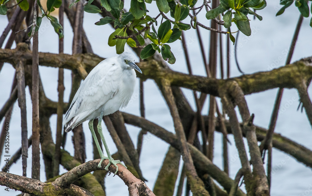 immature little blue heron fishing immature little blue heron fishing