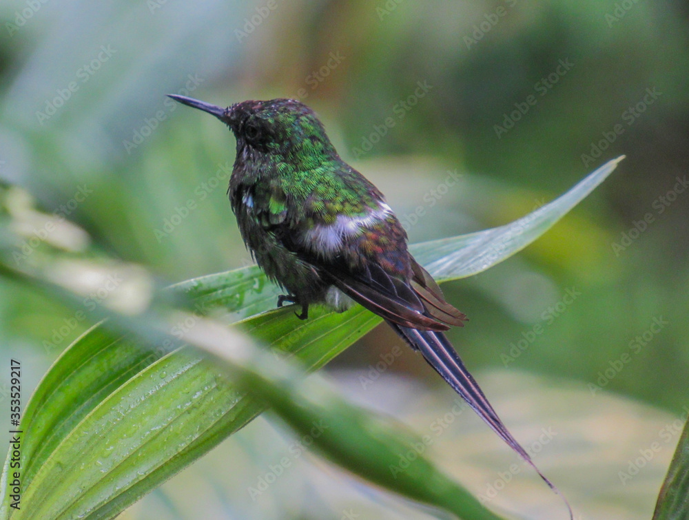 Naklejka premium hummingbird in flight