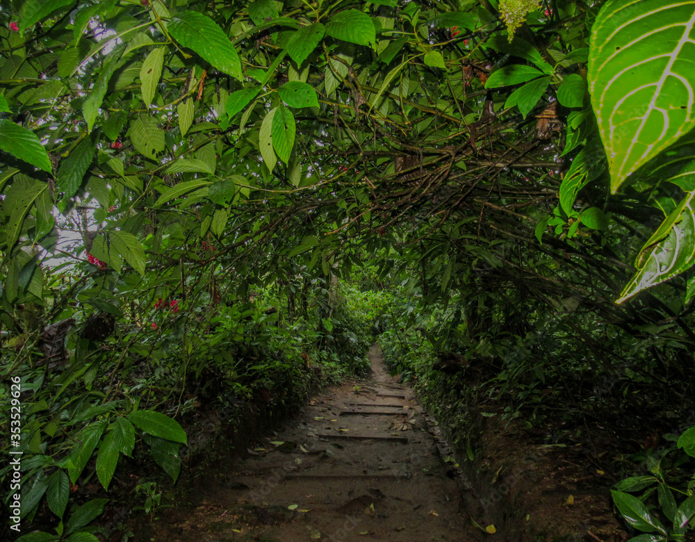rain forest path