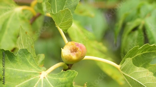 A wax eye bird eating a fig on a tree photo