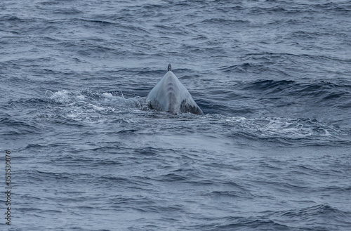 humpback whale watching in Atlantic Ocean