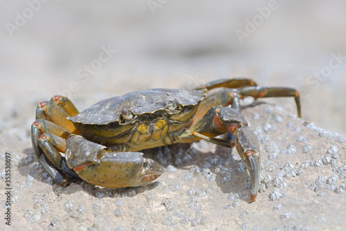 Macro crab on a barnacle covered rock © Rhys