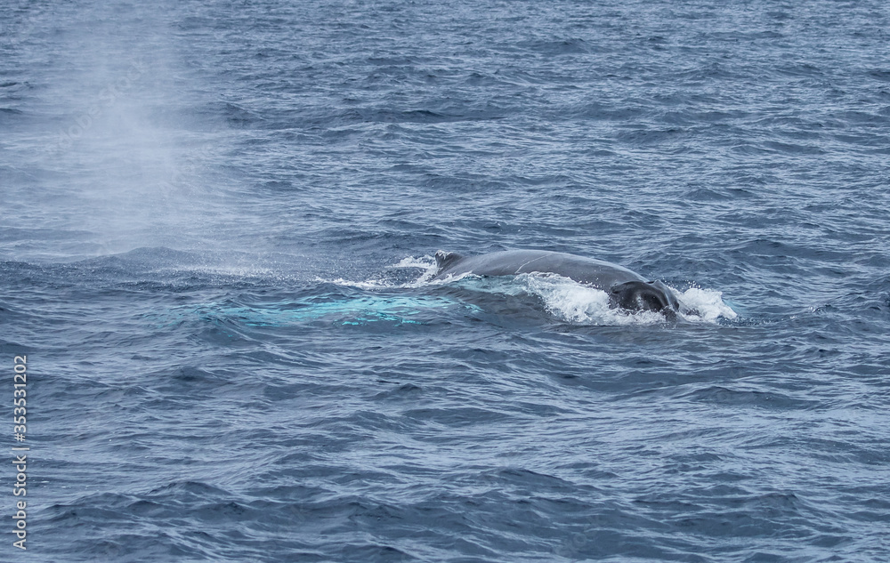 humpback whale watching in Atlantic Ocean humpback whale watching in Atlantic Ocean
