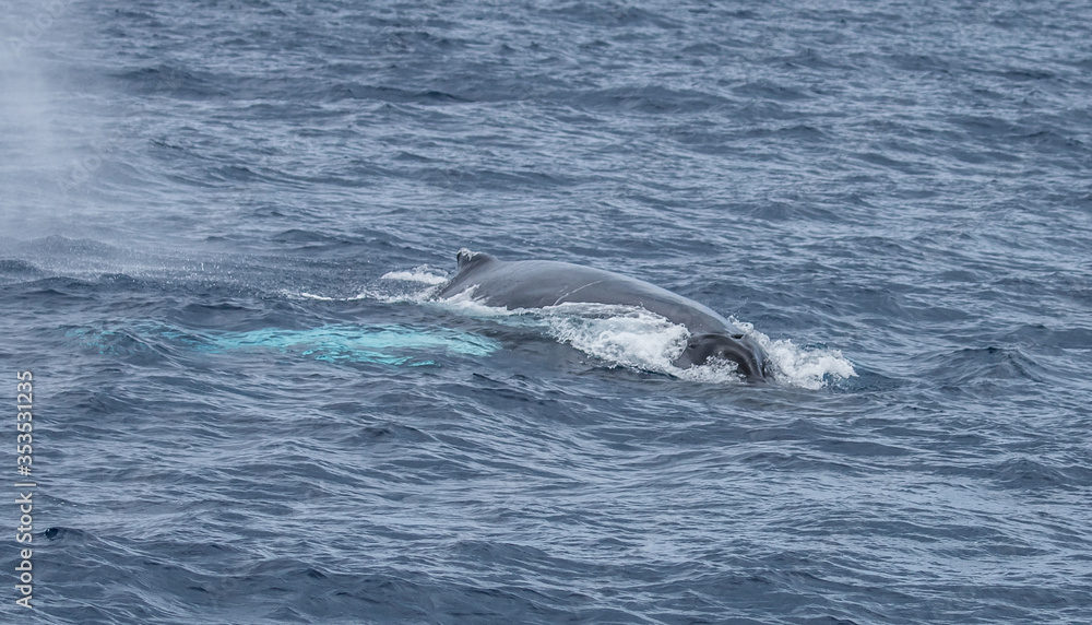 humpback whale watching in Atlantic Ocean humpback whale watching in Atlantic Ocean