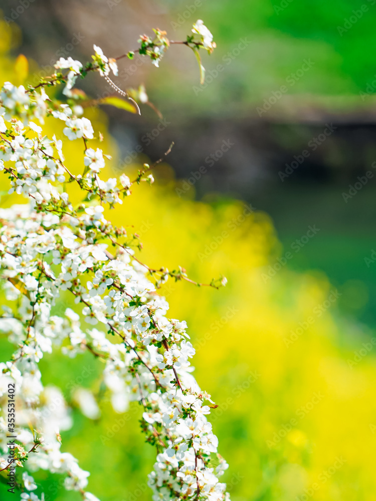 Obraz premium 千鳥ヶ淵公園から半蔵濠の土手に咲く花