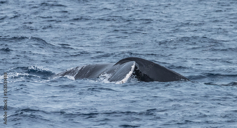 humpback whale watching in Atlantic Ocean humpback whale watching in Atlantic Ocean