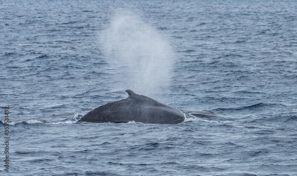 humpback whale watching in Atlantic Ocean humpback whale watching in Atlantic Ocean