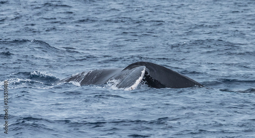 humpback whale watching in Atlantic Ocean © Jen