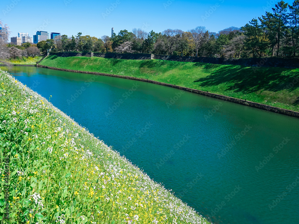 千鳥ヶ淵公園から半蔵濠の土手に咲く菜の花 千鳥ヶ淵公園から半蔵濠の土手に咲く菜の花