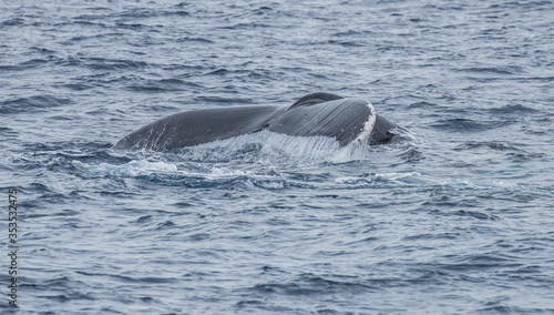 humpback whale watching in Atlantic Ocean © Jen