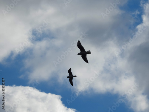 Two Birds Soaring In The Cloudy Sky