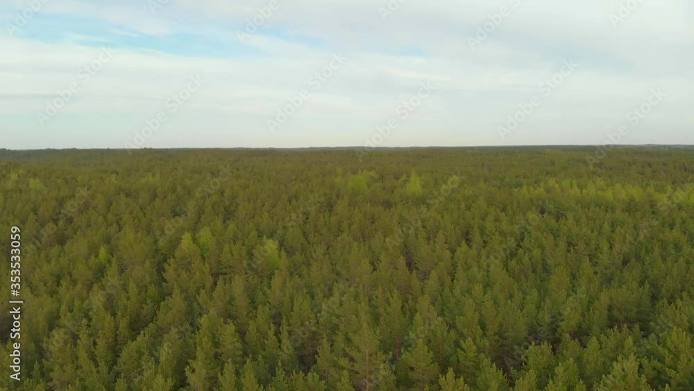 Green Pine Forest Tree Aerial view with white clouds and blue sky in Europe, Baltic States pedestal down landscape Green Pine Forest Tree Aerial view with white clouds and blue sky in Europe, Baltic States pedestal down landscape